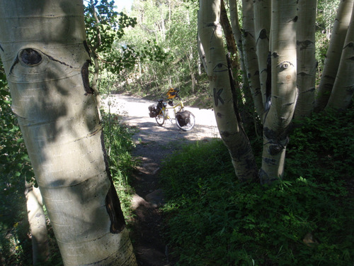Aspen tree's view.